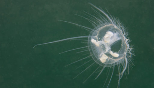 jellyfish craspedacusta sowerbii
