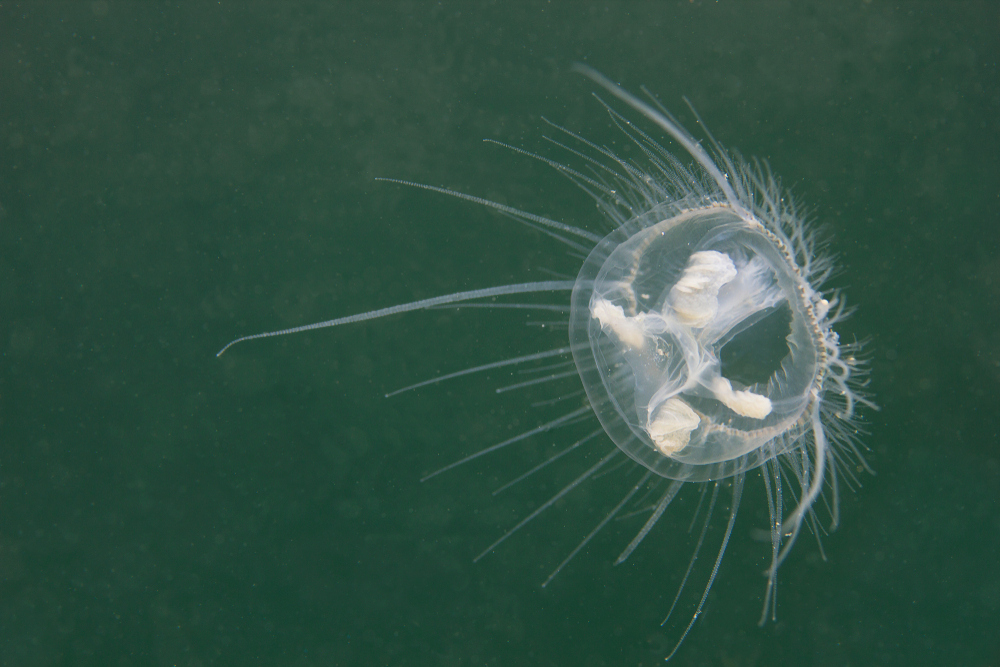 jellyfish craspedacusta sowerbii
