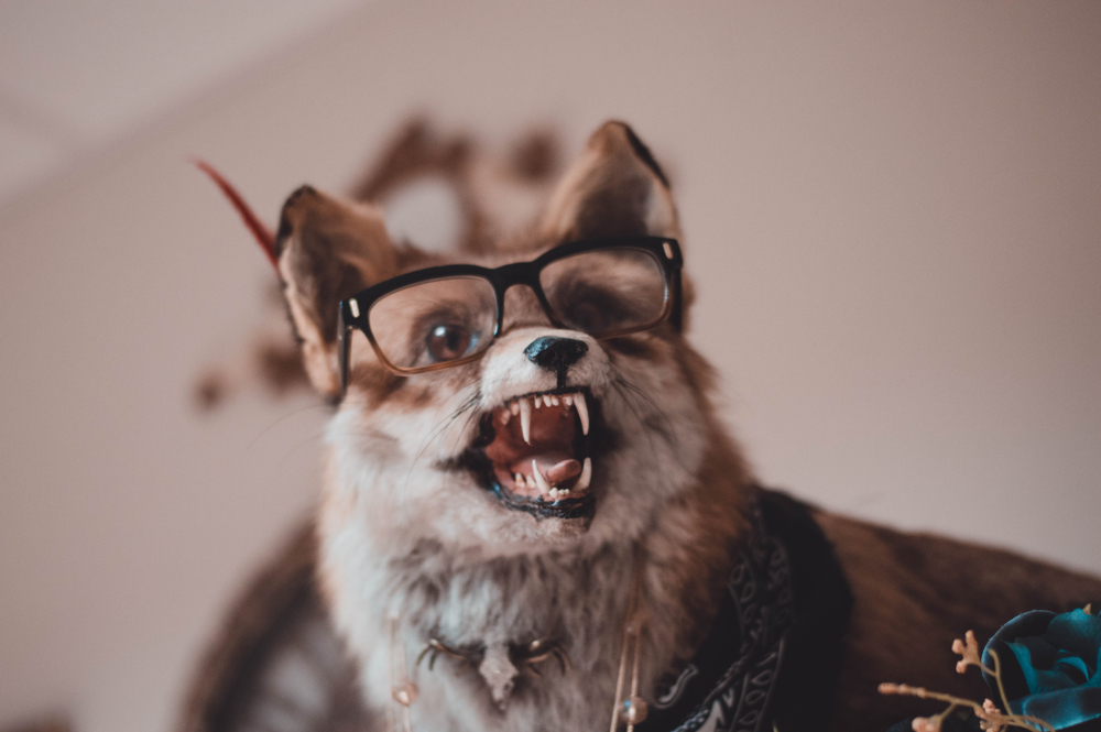 A taxidermy red fox wearing glasses