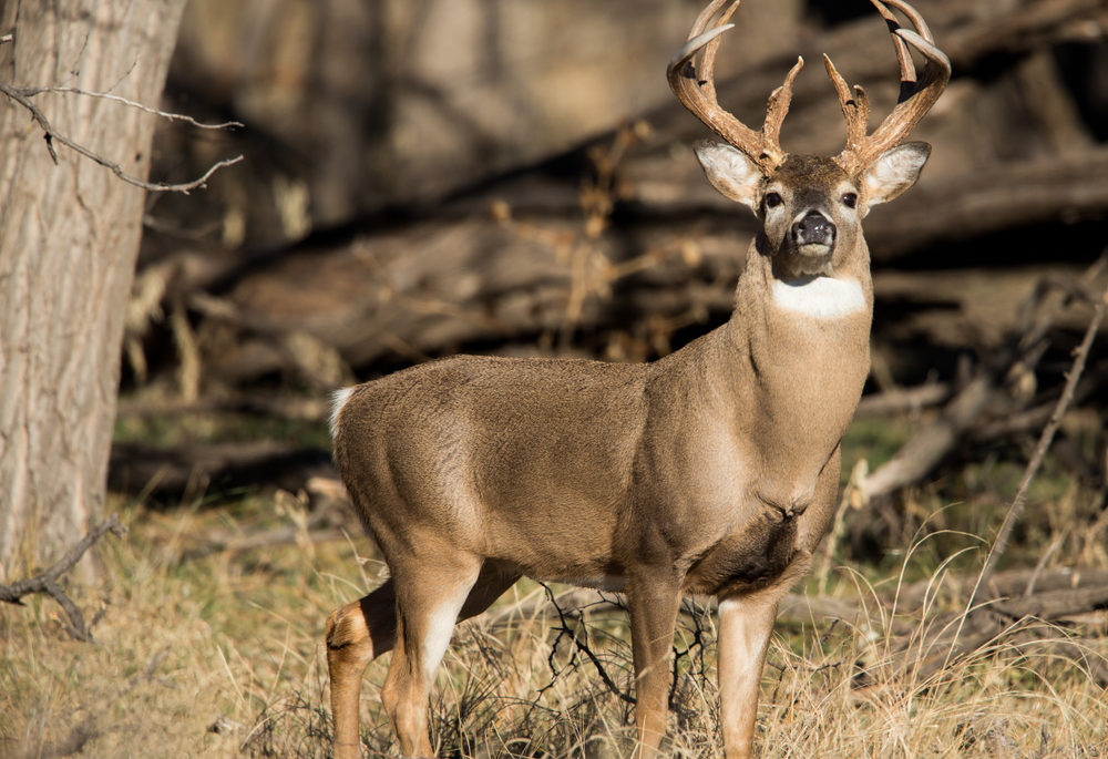 Ontario Hunting Season