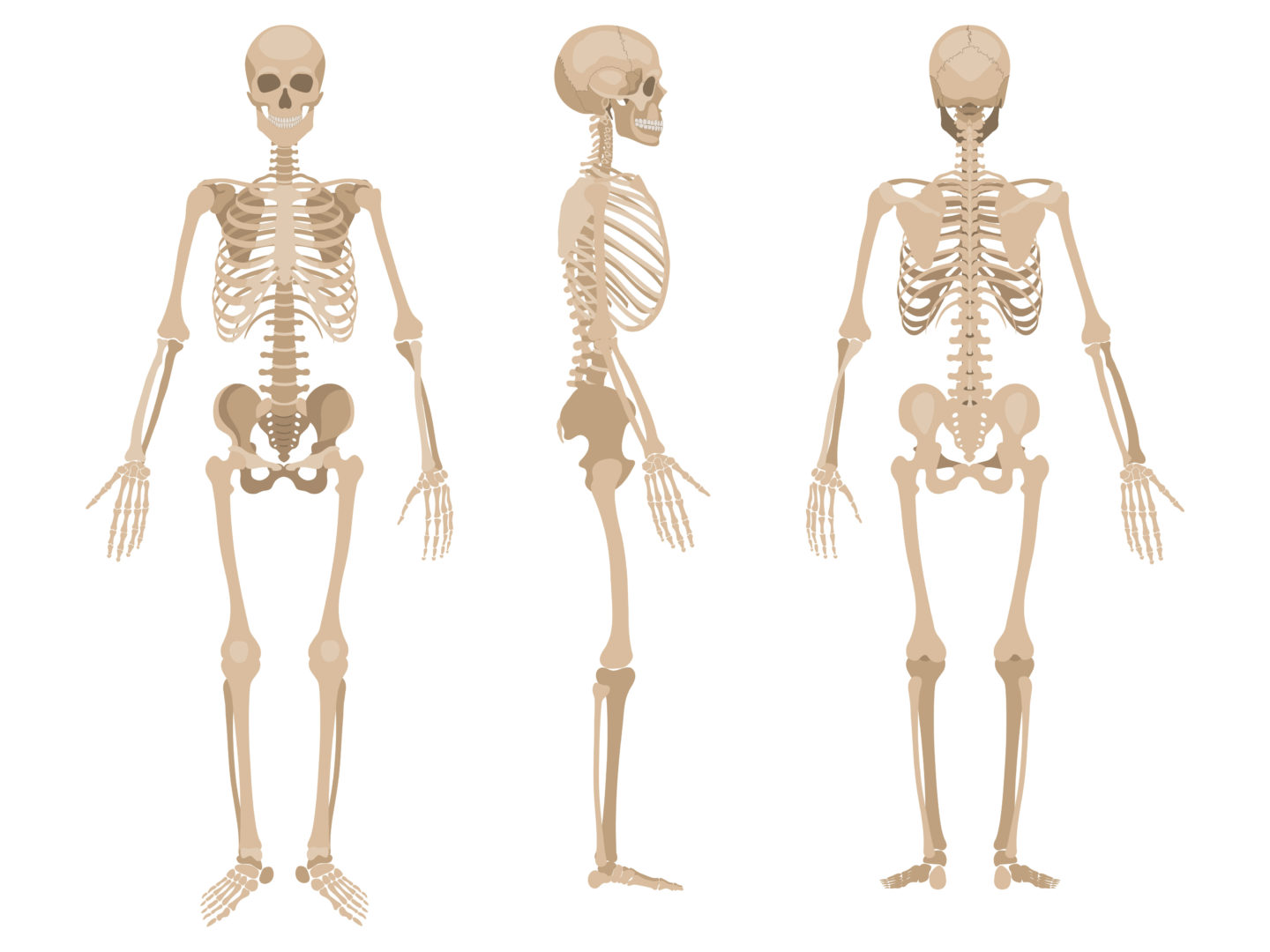 An illustration of three human skeletons