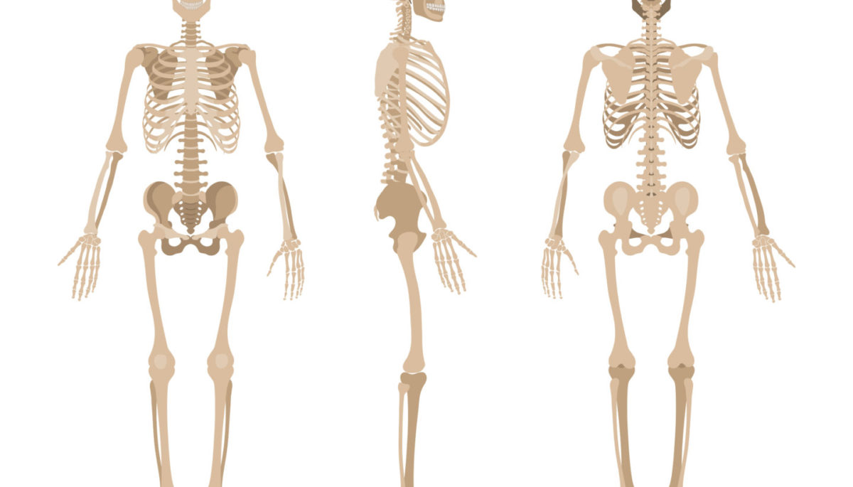 An illustration of three human skeletons