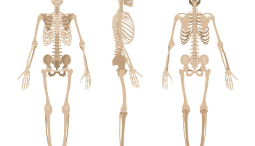 An illustration of three human skeletons