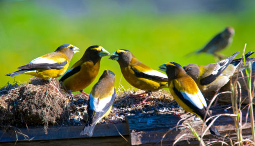 A group of evening grosbeaks