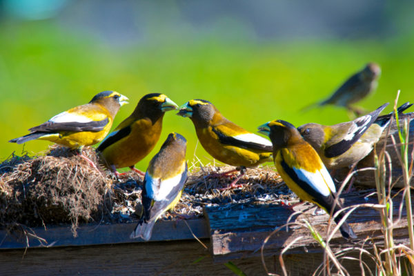 Canadian results from the 2022 State of the World's Birds report ...