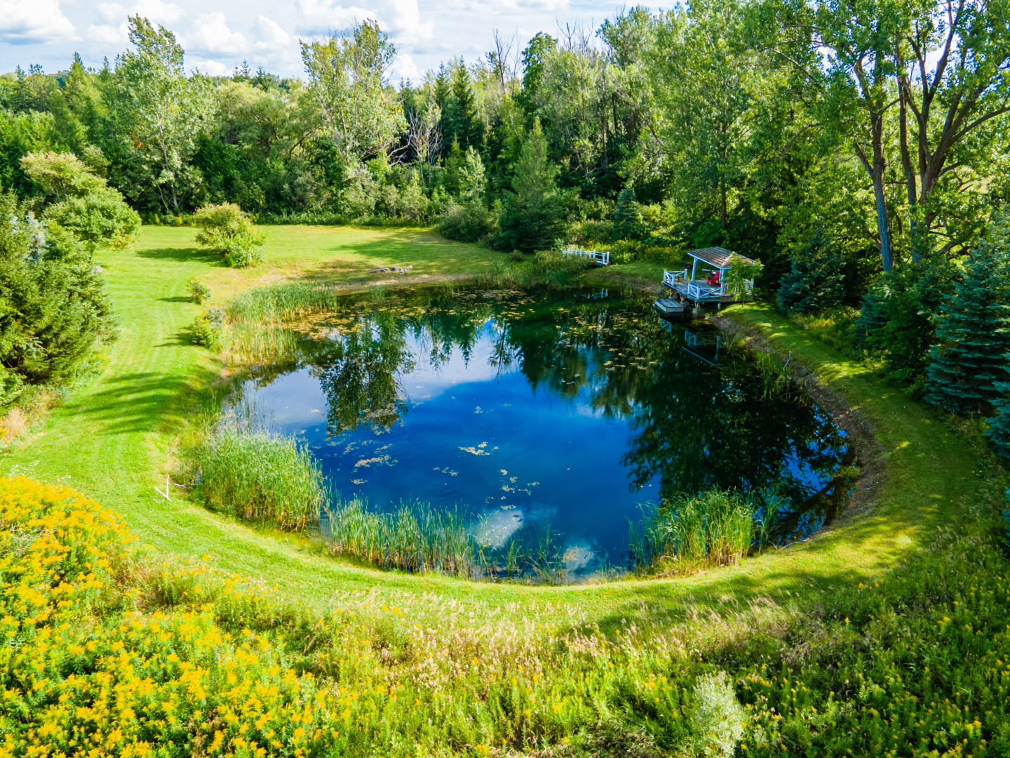A small pond with a tall tree line off to one side.