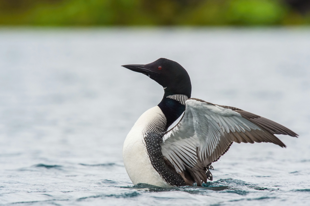 A loon flapping its wings in the lake