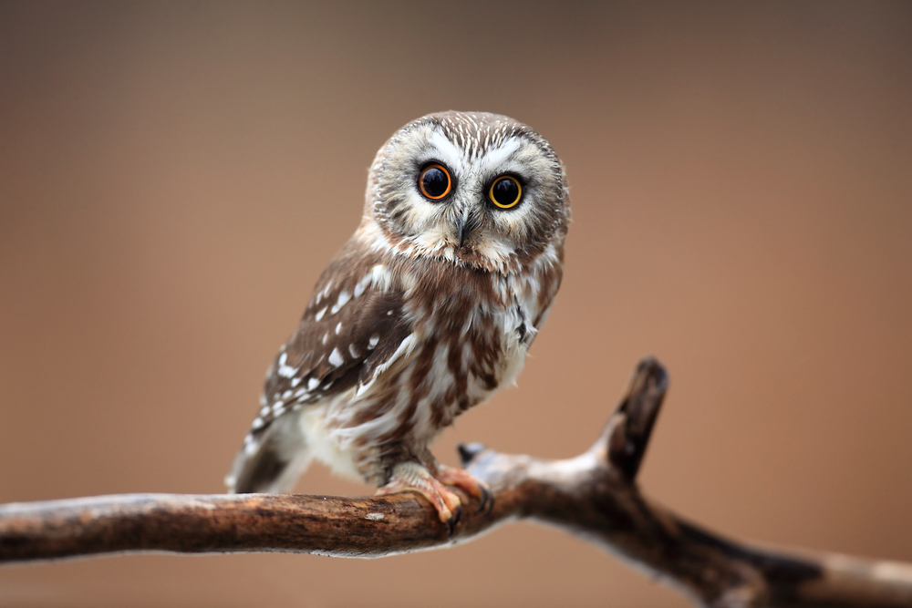 Close-up of a saw-whet owl against a blurred background