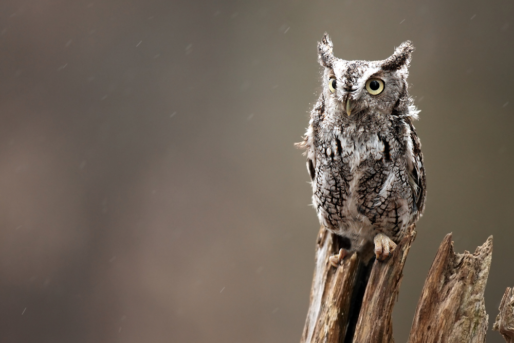 Close-up of an Eastern screech-owl