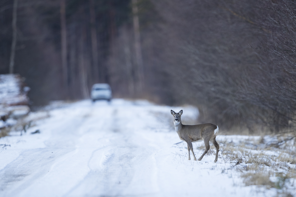 Deer on snowy road