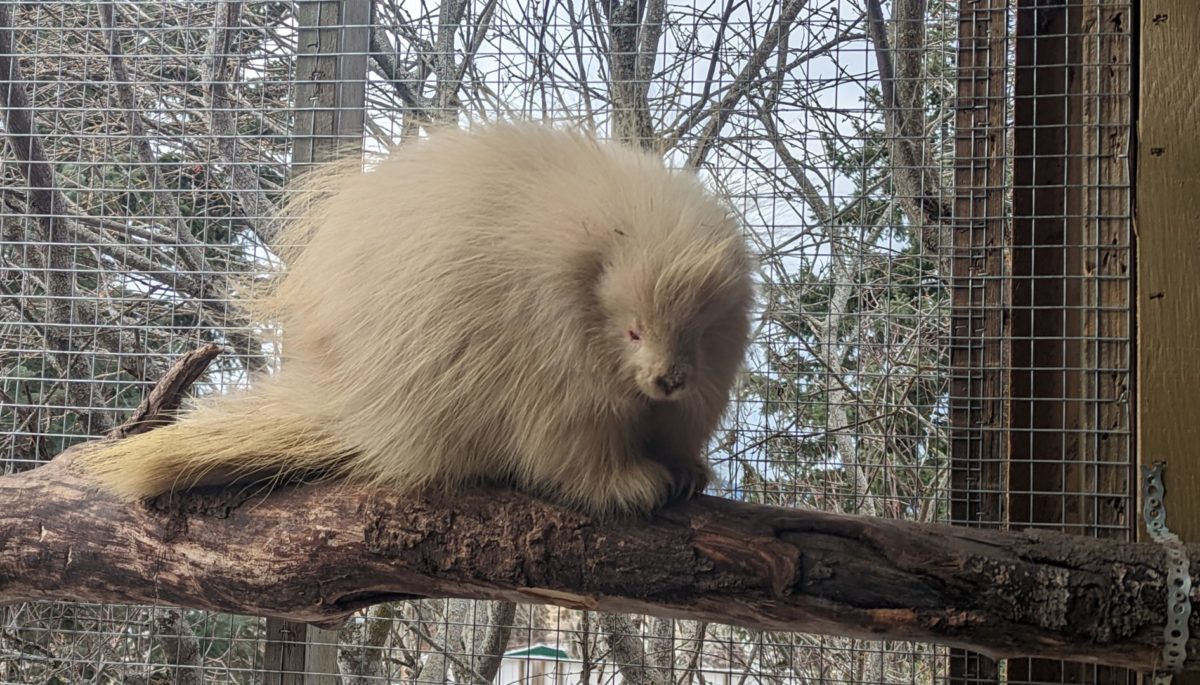 Northern Lights Wildlife Shelter