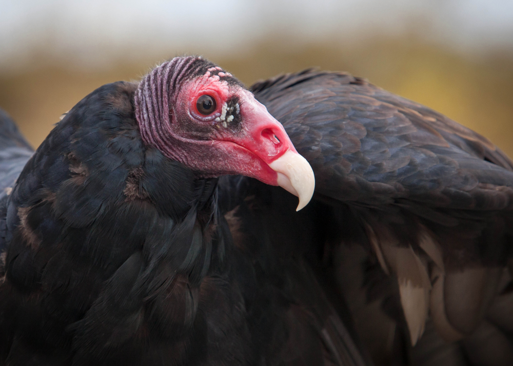 Close-up of a turkey vulture
