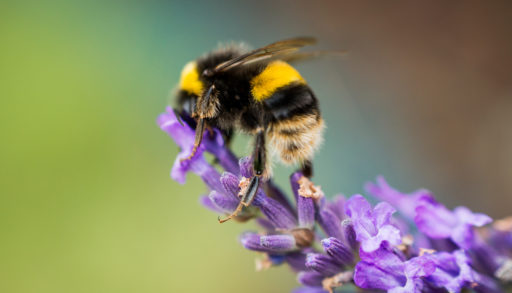 A bumblebee feeding on a lavender blooms