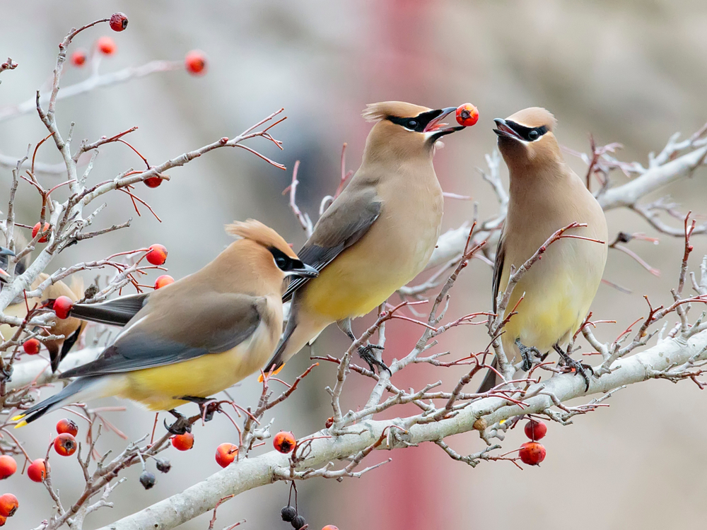 Several cedar waxwings in a cherry tree