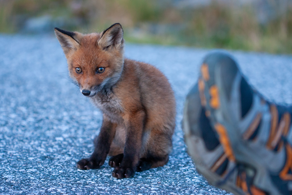 A red fox cub beside a pair of shoes