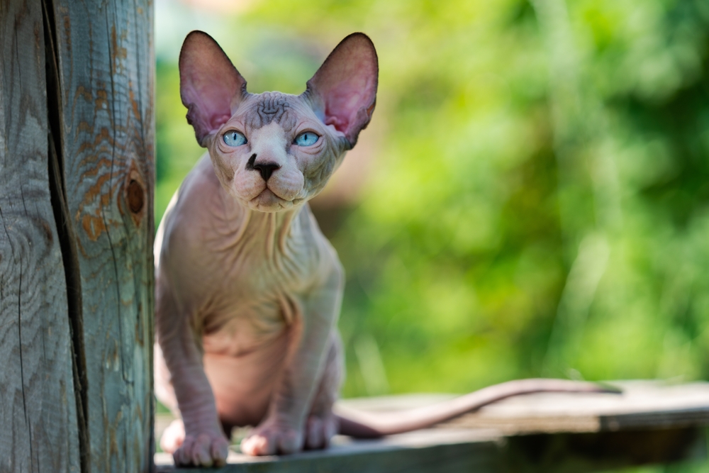 A Canadian sphynx