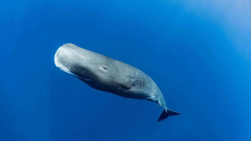 A sperm whale underwater