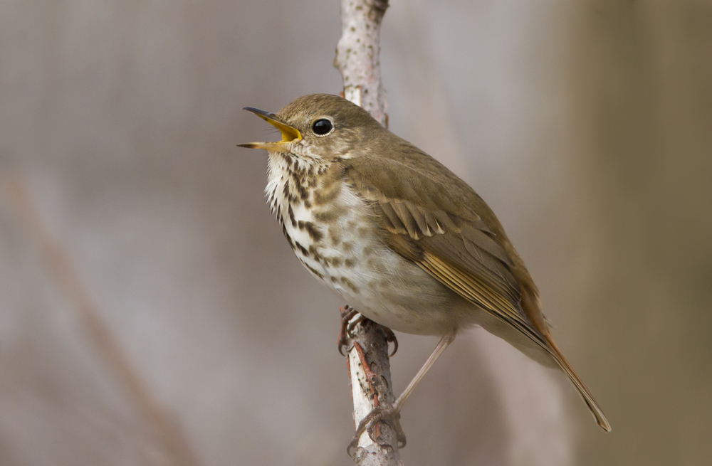 A hermit thrush singing in a tree