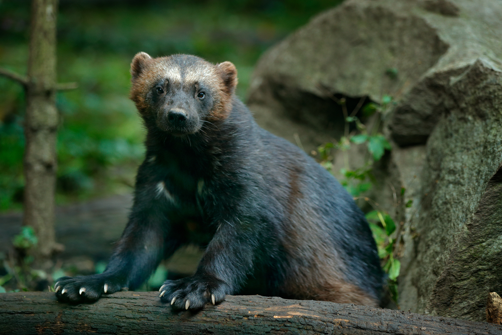 A wolverine with its front paws on a fallen log