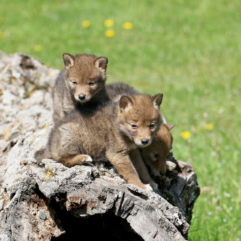 Two coyote whelps playing on a rock
