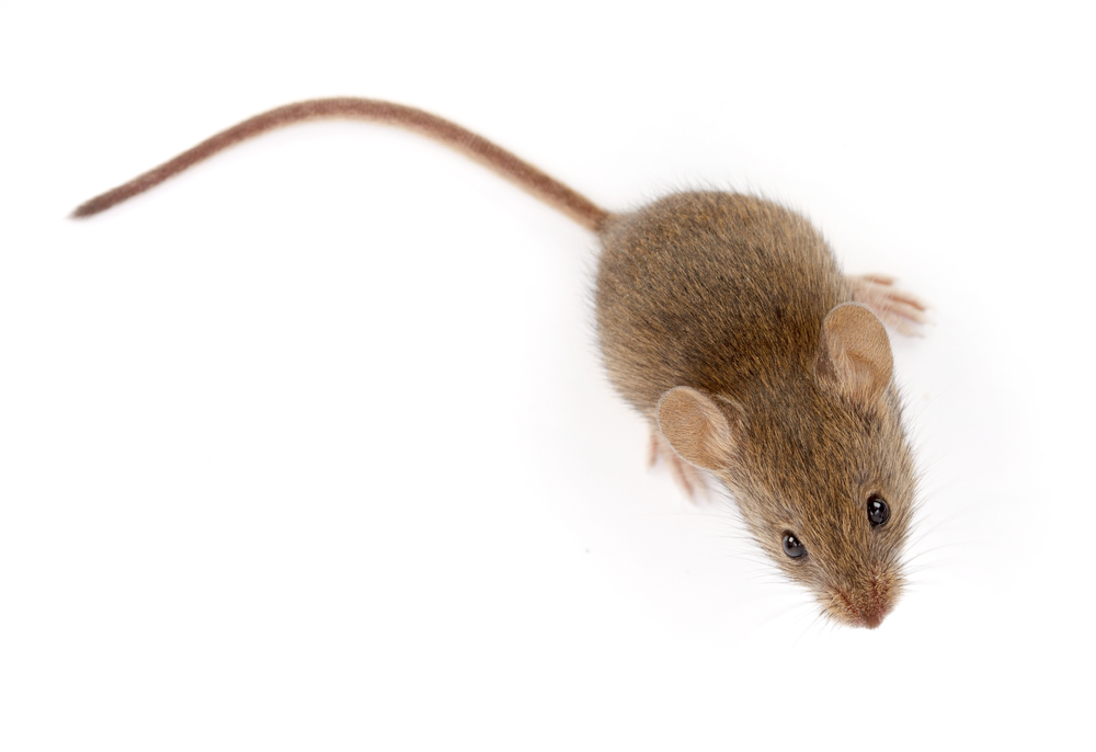 A mouse against a white background