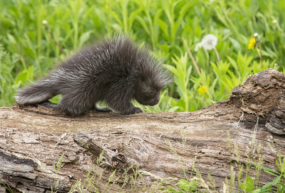 A young porcupine walking along a log