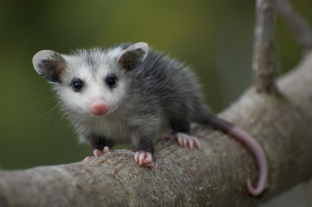 A baby opossum on a branch