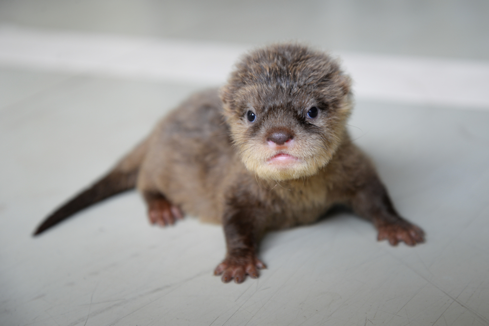 A baby otter against a white background