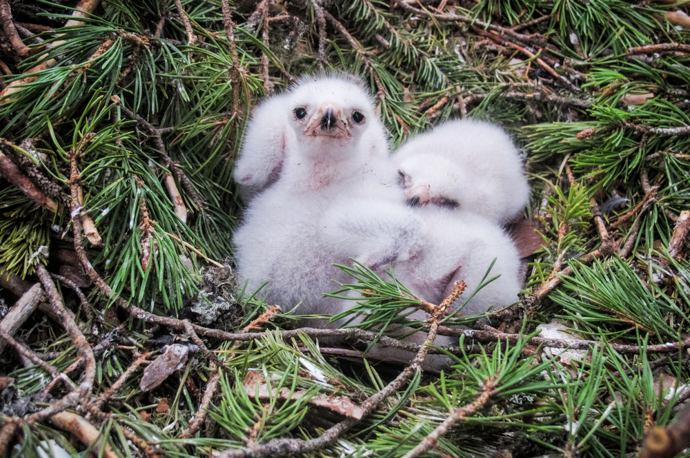 A young goshawk in a nest