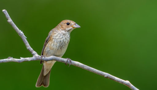 A female indigo bunting perched on a branch