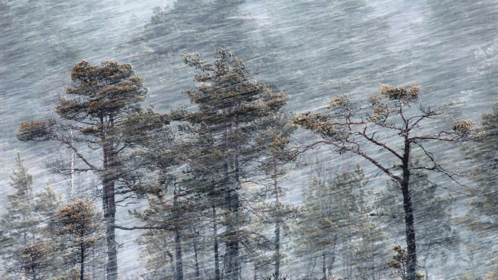 Pine trees in a blizzard