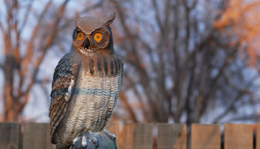 A plastic decoy owl in a yard