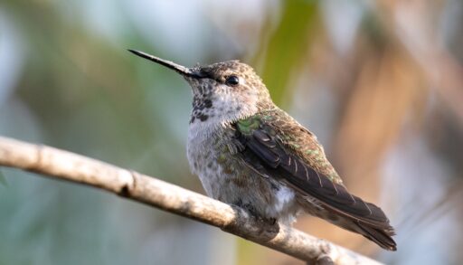 An Anna's hummingbird perched on a branch