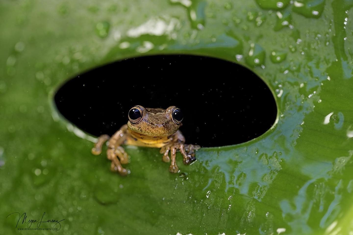 ROM Wildlife Photographer of the Year Contest
