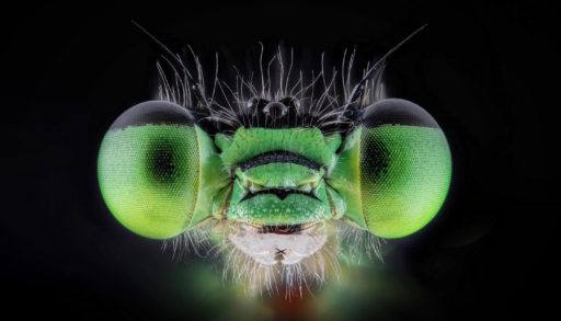 ROM Wildlife Photographer of the Year Contest