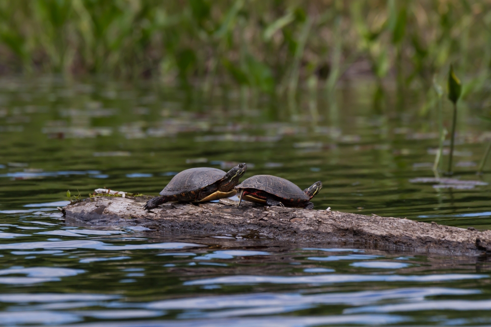 Two painted turtles on a fallen log