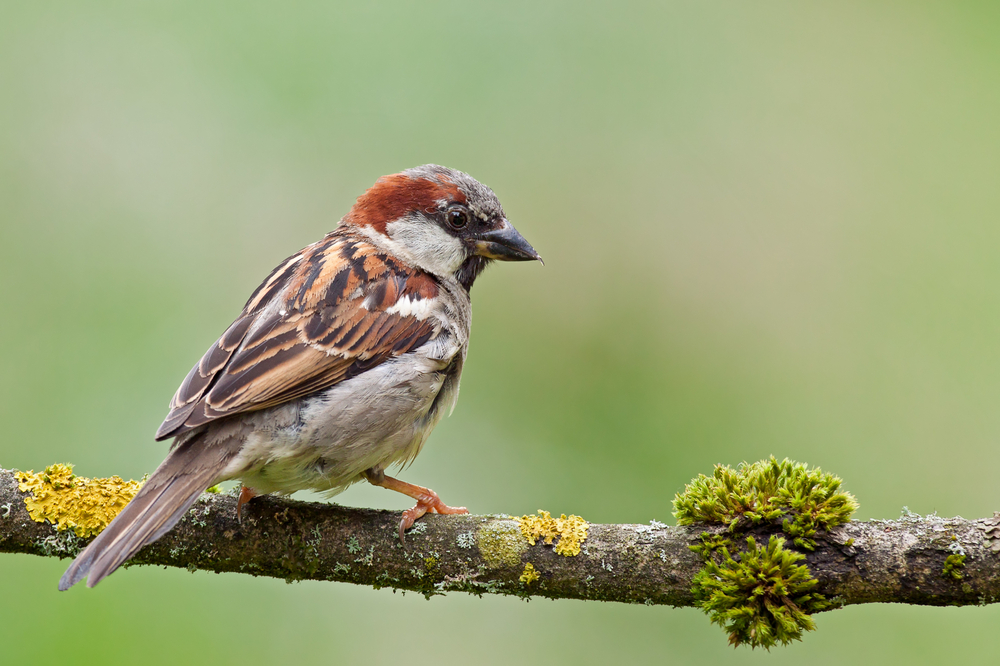 A house sparrow on a twig
