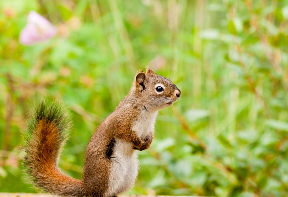 A red squirrel against a grassy background