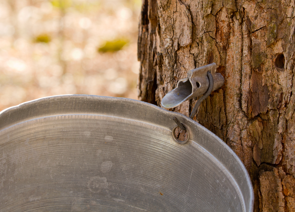 A maple tree tapped for making syrup