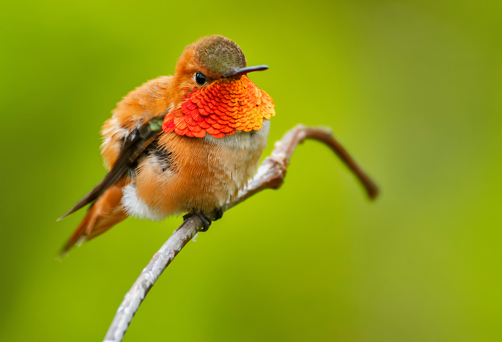 A male rufous hummingbird flaring its gorget