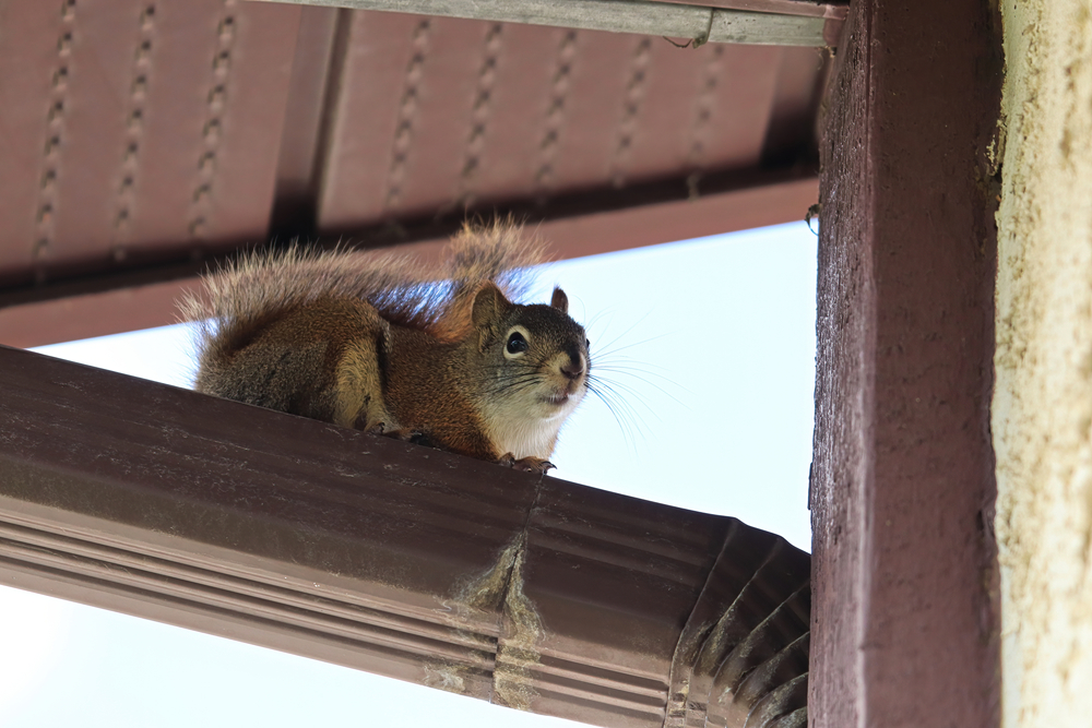 A squirrel on an eavestrough