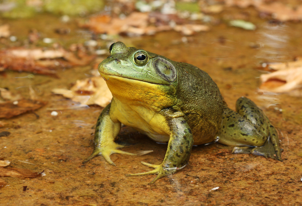 An American bullfrog sitting in shallow water