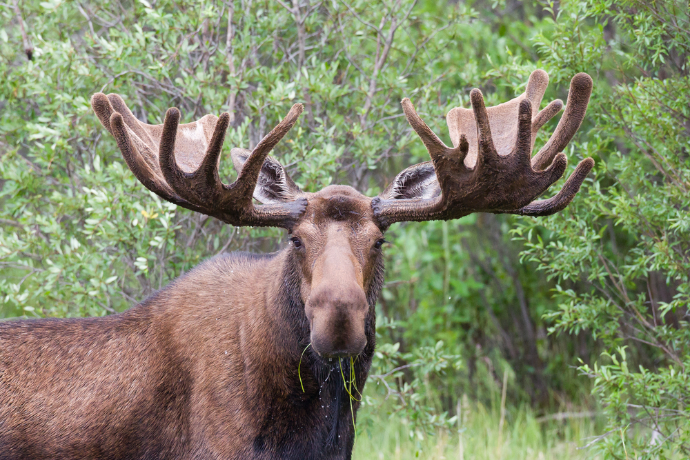 A close-up of a bull moose