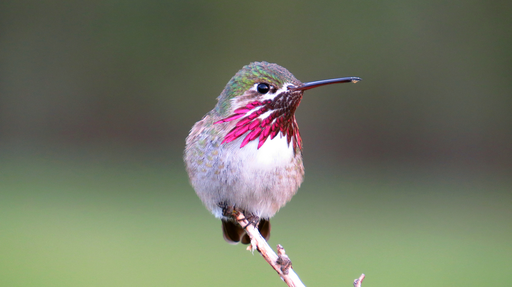 A male Calliope hummingbird perched on a branch