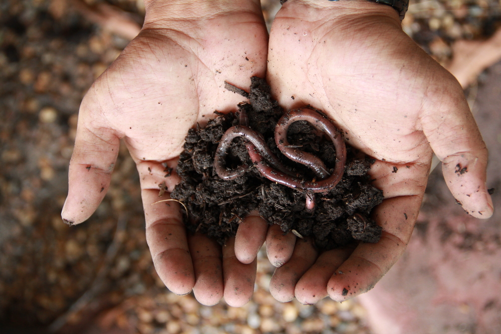A pair of hands holding an earthworm in a pile of soil