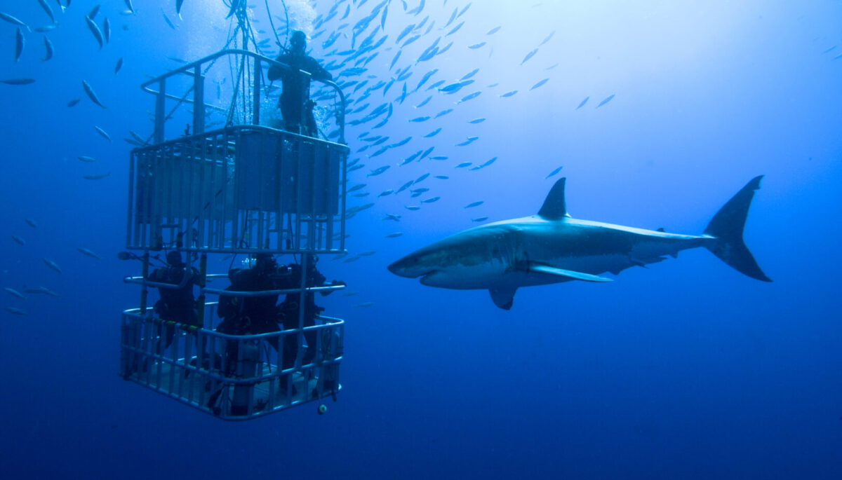 Great white shark swims around the cage with cage divers in it