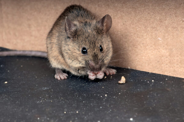 Cottage Q&A: How to clean up after a mouse infestation - Cottage Life