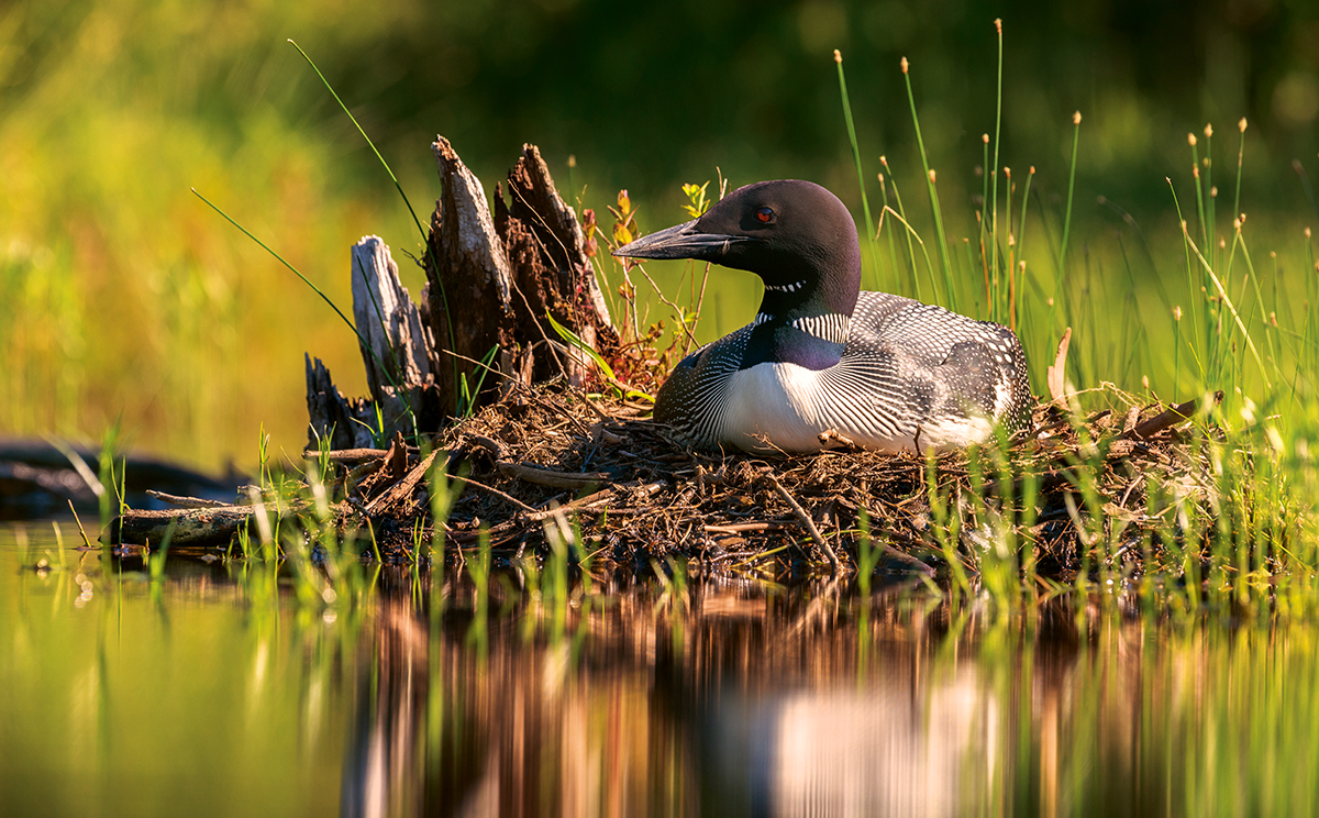 A common loon in Acadia national park in Maine.