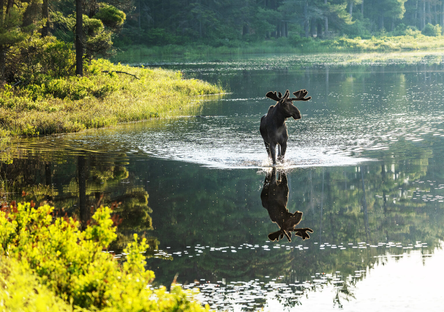 Moose stands in lake in algonquin park