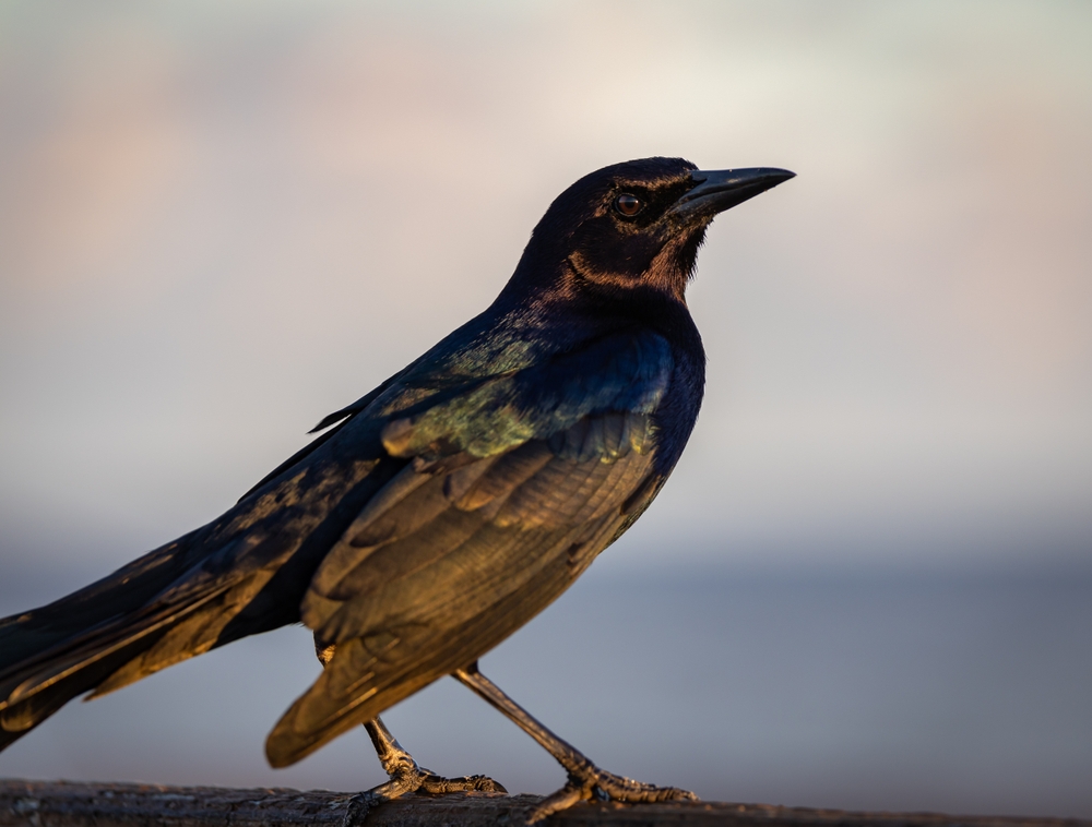 A common grackle standing near water